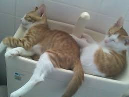 ウケた画像w：コメント3110