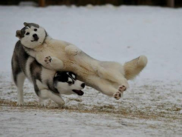 ウケた画像w：コメント3128