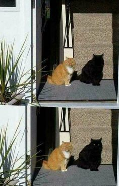 ウケた画像w：コメント3149