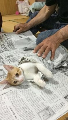 ウケた画像w：コメント3148