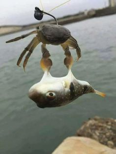 ウケた画像w：コメント3165