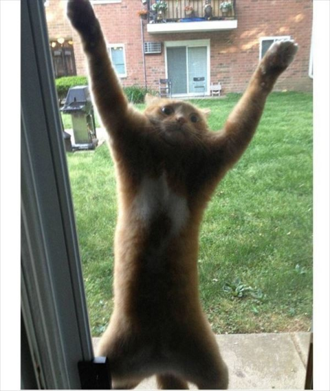 ウケた画像w：コメント3168