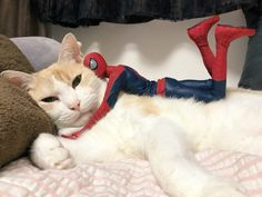 ウケた画像w：コメント3172