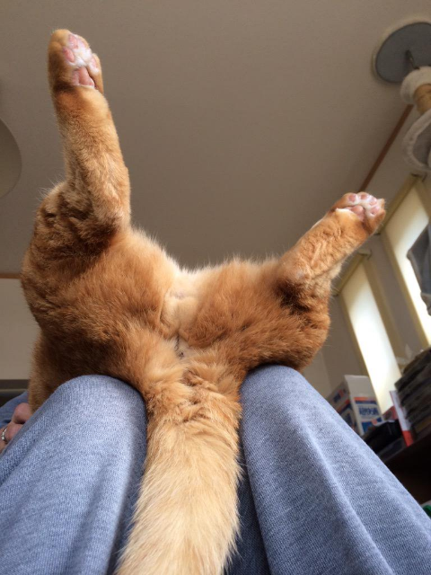 ウケた画像w：コメント3184