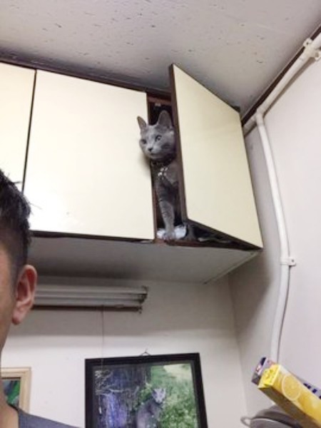 ウケた画像w：コメント3206