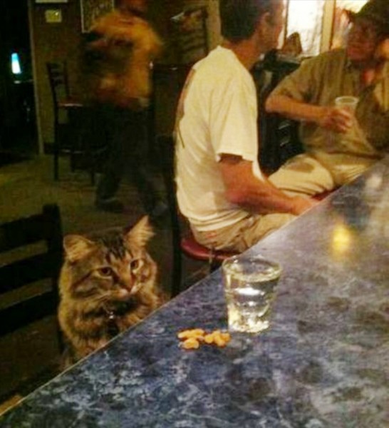 ウケた画像w：コメント3202