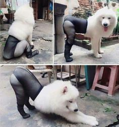 ウケた画像w：コメント3214