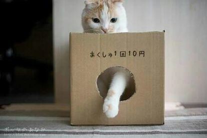 ウケた画像w：コメント3229