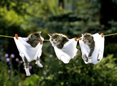 ウケた画像w：コメント2901