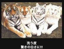 ウケた画像w：コメント2950