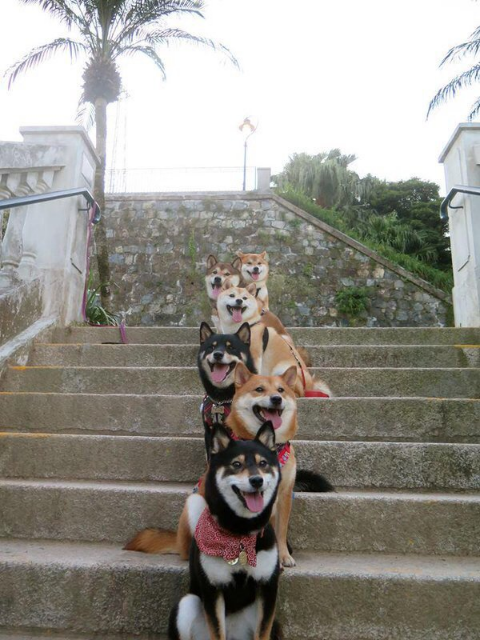 ウケた画像w：コメント3008