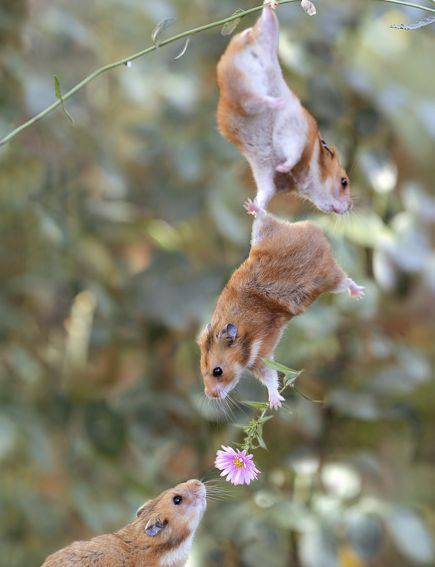 ウケた画像w：コメント3001