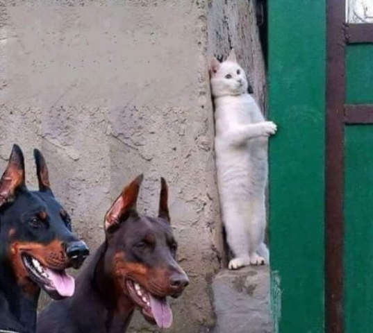 ウケた画像w：コメント3341