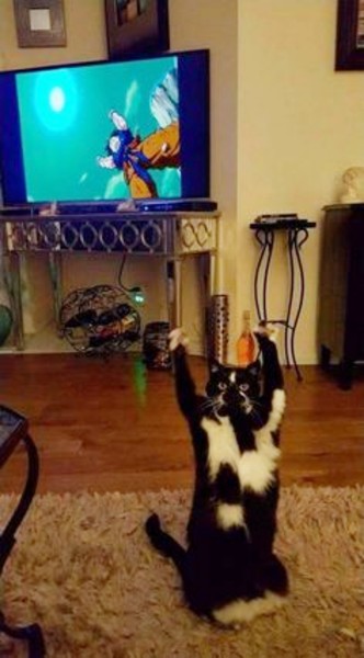 ウケた画像w：コメント3343