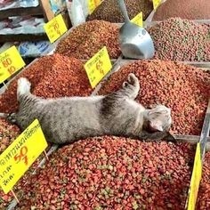 ウケた画像w：コメント3345