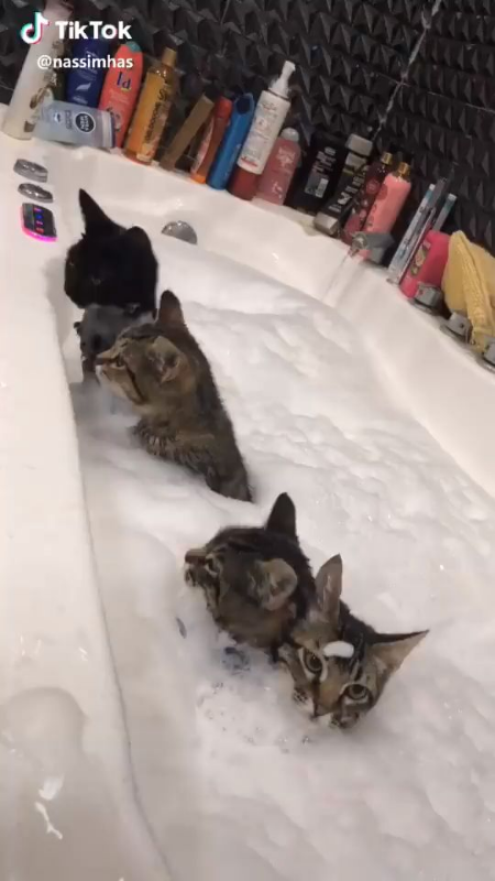 ウケた画像w：コメント3354