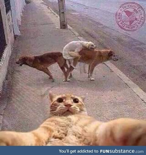 ウケた画像w：コメント3243