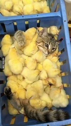 ウケた画像w：コメント3361