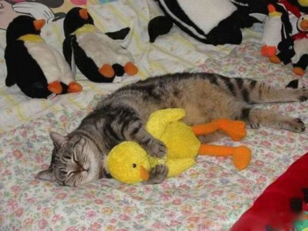 ウケた画像w：コメント3368