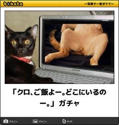ウケた画像w：コメント3364