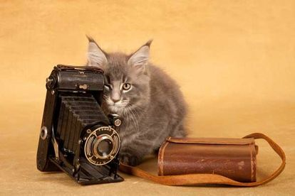 ウケた画像w：コメント3393