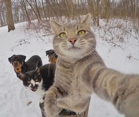 ウケた画像w：コメント3255