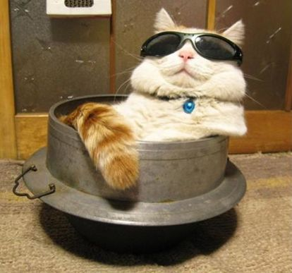 ウケた画像w：コメント3261