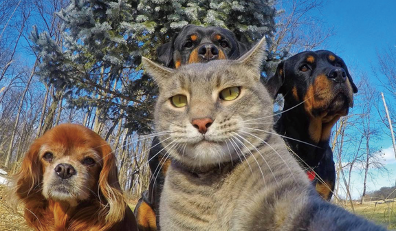 ウケた画像w：コメント3256