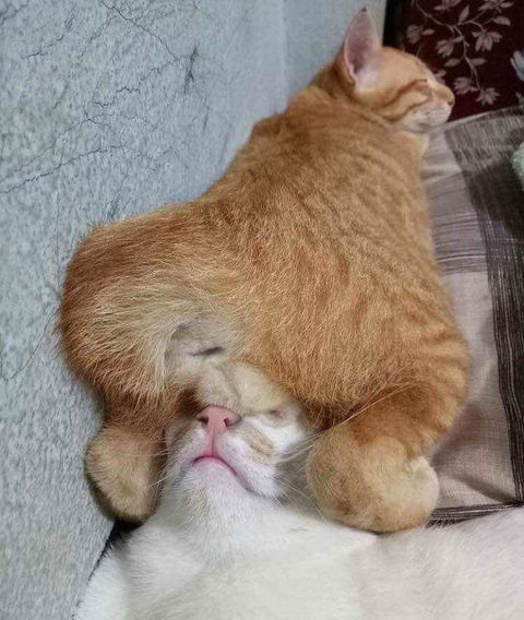 ウケた画像w：コメント3275