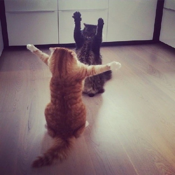 ウケた画像w：コメント3286