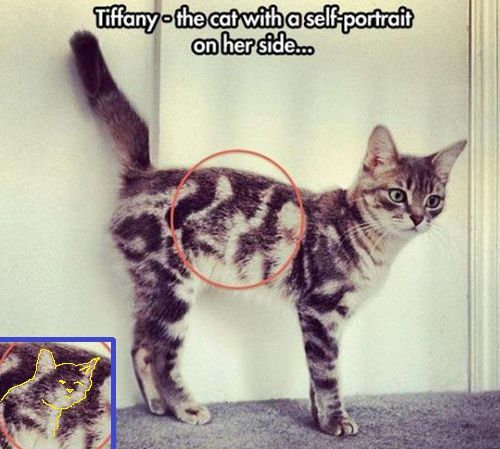 ウケた画像w：コメント3317