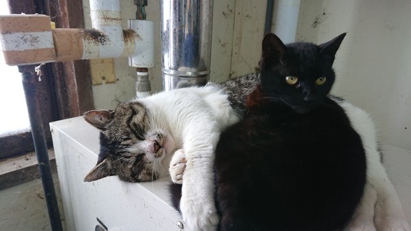 本当に可愛い女の子だけを貼るトピ：コメント934