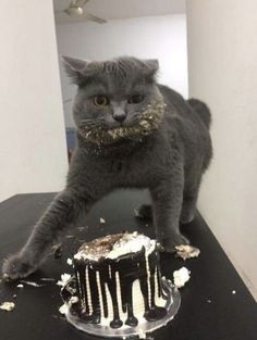 ウケた画像w：コメント3428