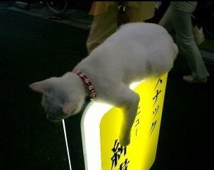 ウケた画像w：コメント3708