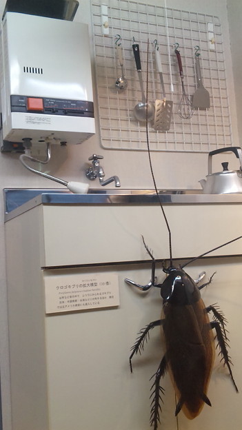 ウケた画像w：コメント3736