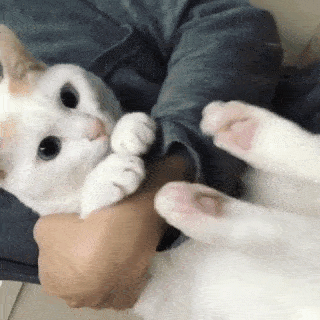 ウケた画像w：コメント3804