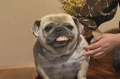 ウケた画像w：コメント3563