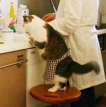 ウケた画像w：コメント3537