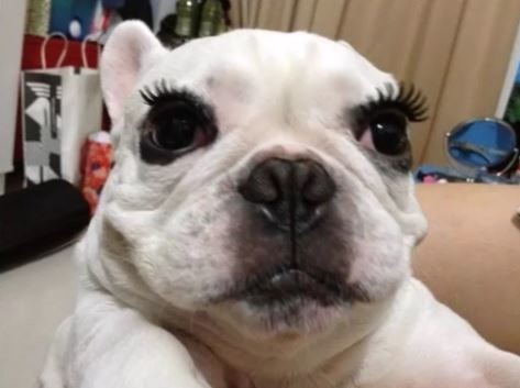 ウケた画像w：コメント3534