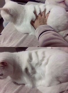 ウケた画像w：コメント3844