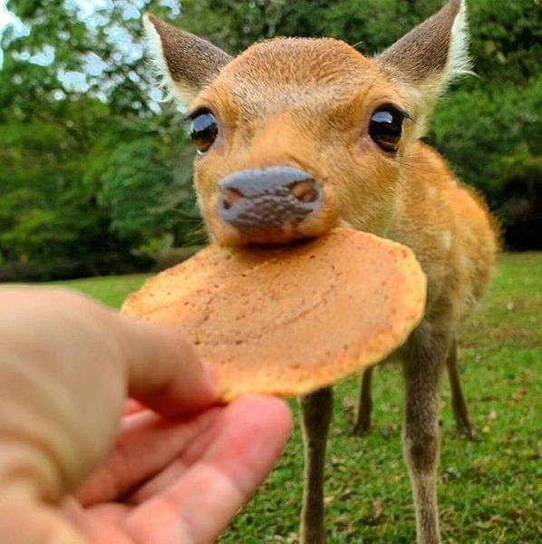 【話題】ついに奈良公園の鹿が鹿せんべいに飽きた…鹿せんべいを完全にスルー:コメント5