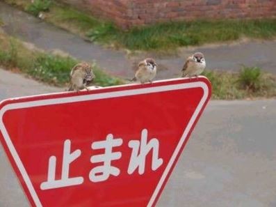 ウケた画像w：コメント3605