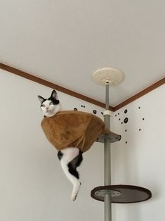 ウケた画像w：コメント3858