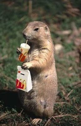 ウケた画像w：コメント4191