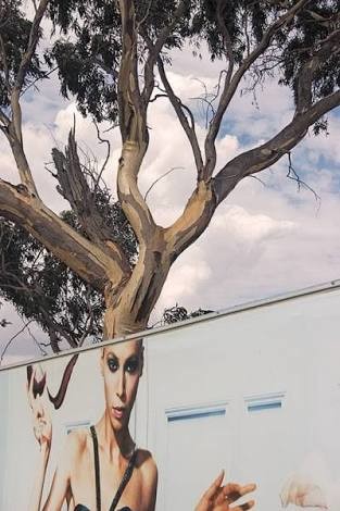 ウケた画像w：コメント4266