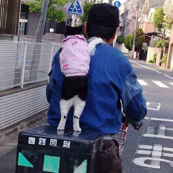 ウケた画像w：コメント4272