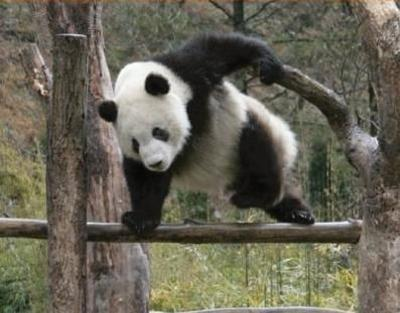 ウケた画像w：コメント3999