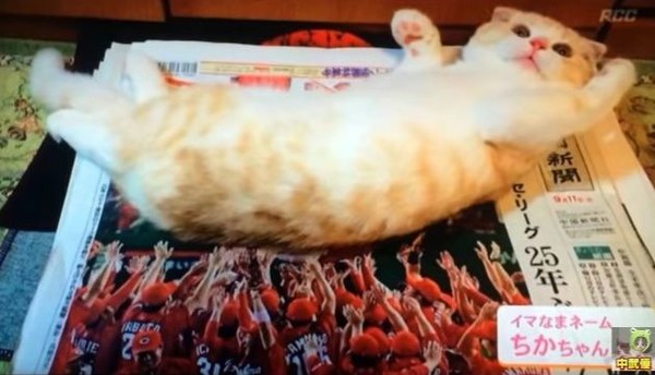 ウケた画像w：コメント4406