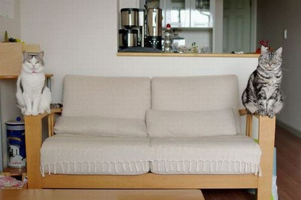 ウケた画像w：コメント4524