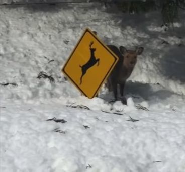 ウケた画像w：コメント4428